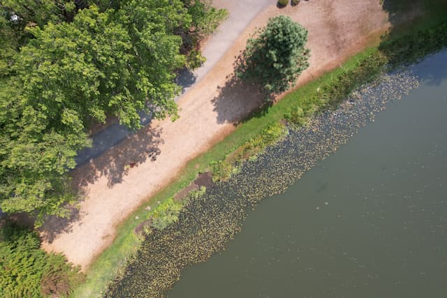 A nadir view of trees and a walking path on the banks of a lakeshore where pondweed grows along the water's edge.