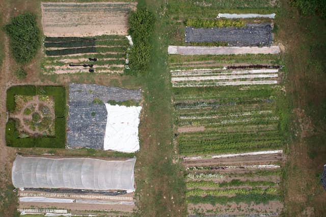 A nadir view of rows of crops at The Evergreen State College Organic Farm and herb garden.