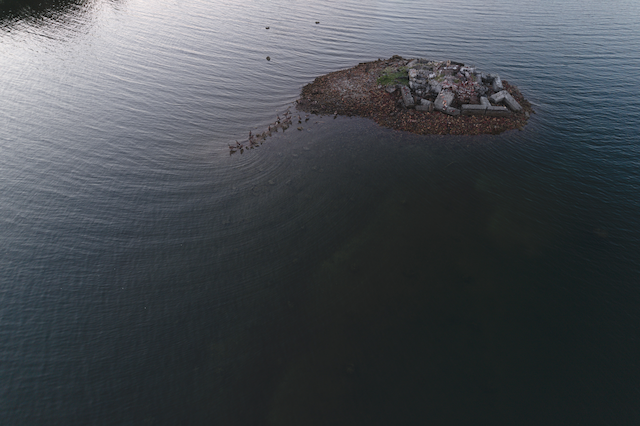 Five Canada geese perch on the edge of a pile of stone and brick emerging from the shallow dark waters of Budd Inlet, Olympia, WA.